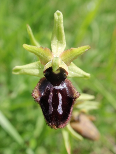 Ophrys incubacea subsp vivarensis (?)